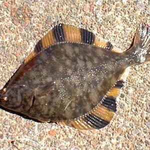 FLOUNDERS